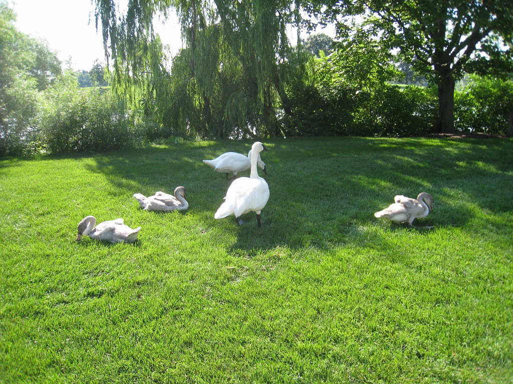 Botanical Gardens 2010 0525.jpg - The Chicago Botanic Gardens. Wear comfortable shoes, and be prepared to enjoy the landscape for a day.